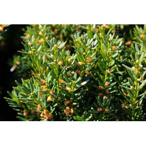 Tis obyčajný (Taxus baccata) ´DAVID´ - výška 15-25 cm, kont. C2L